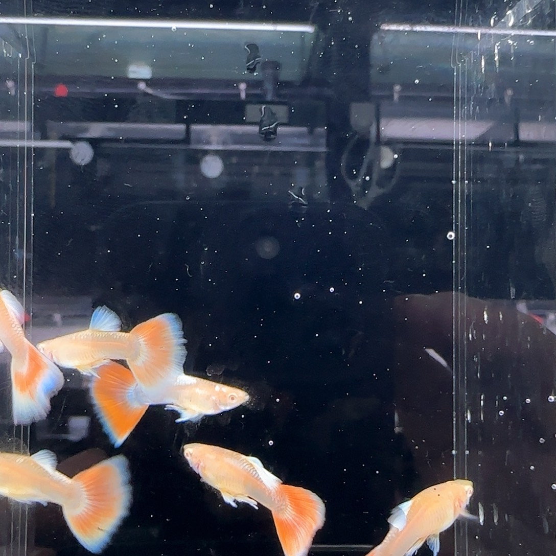 海水鱼蓝白火烧云