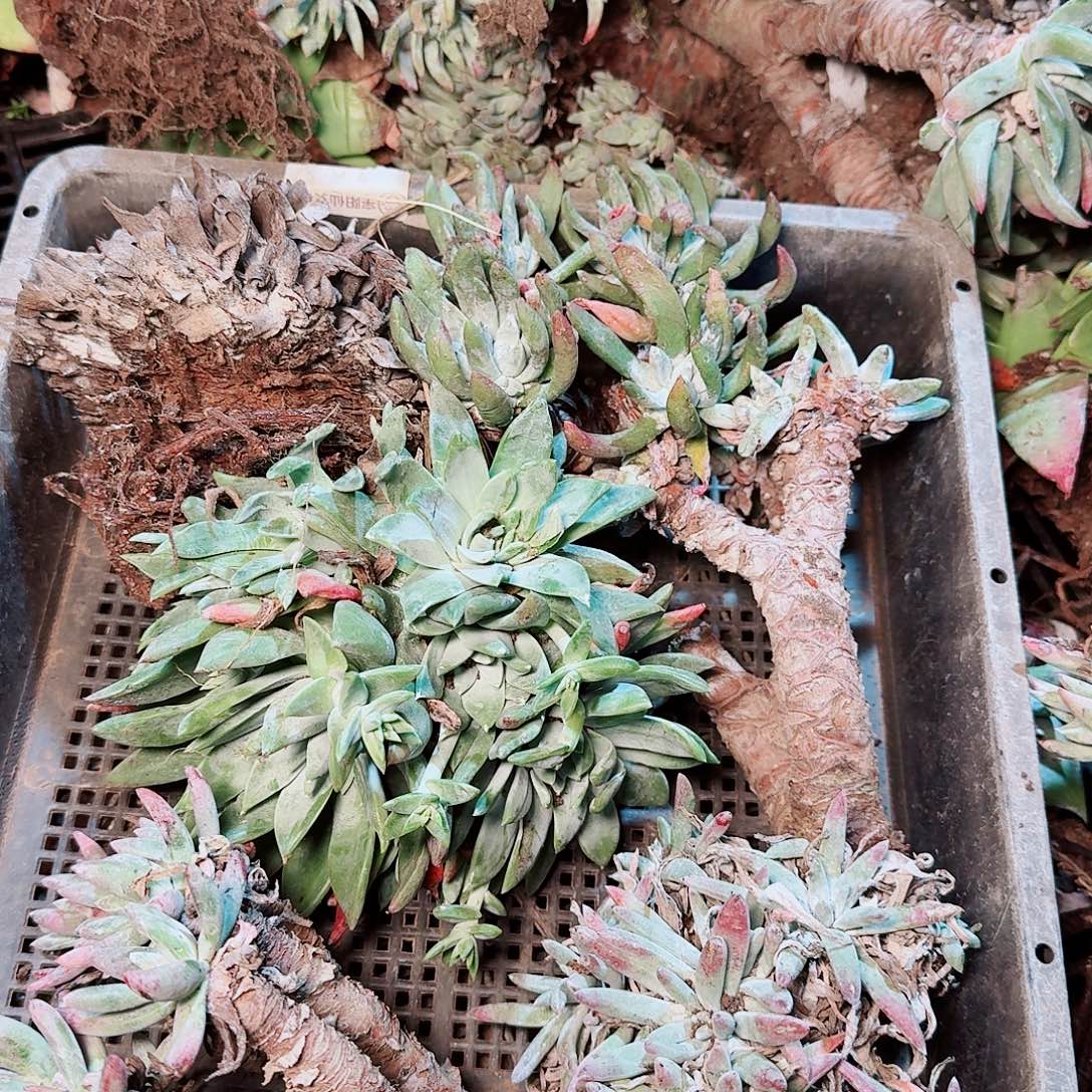 9423瑕疵框拍不售后