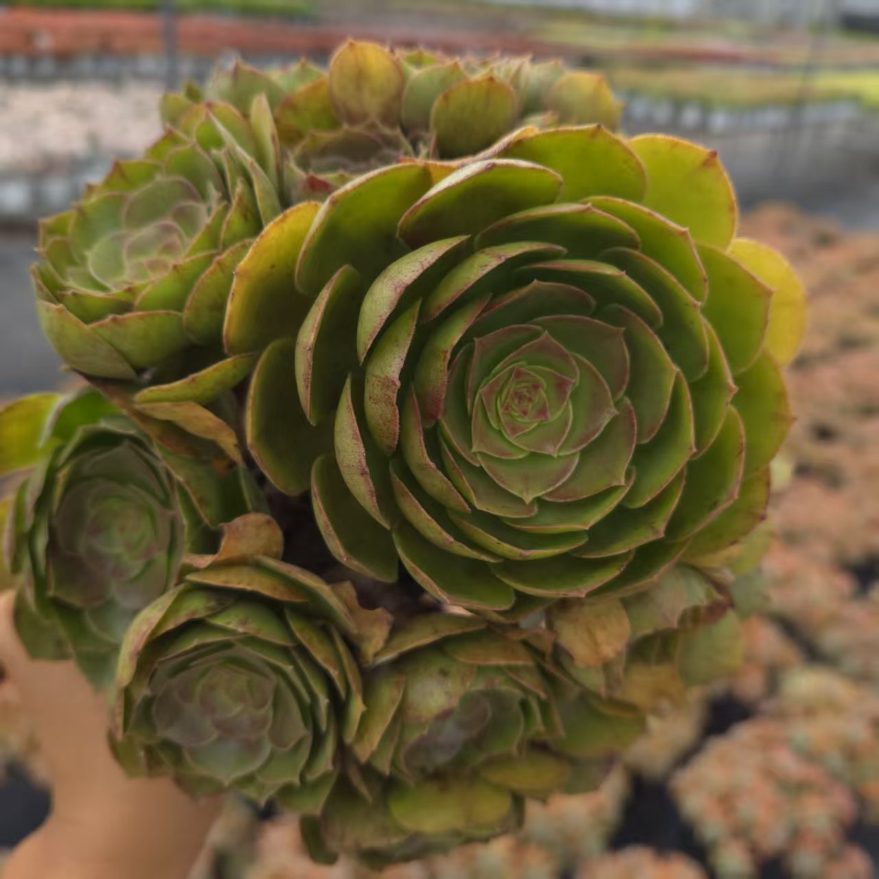 零花钱多肉  地栽万圣节法师  自购区  多肉植物