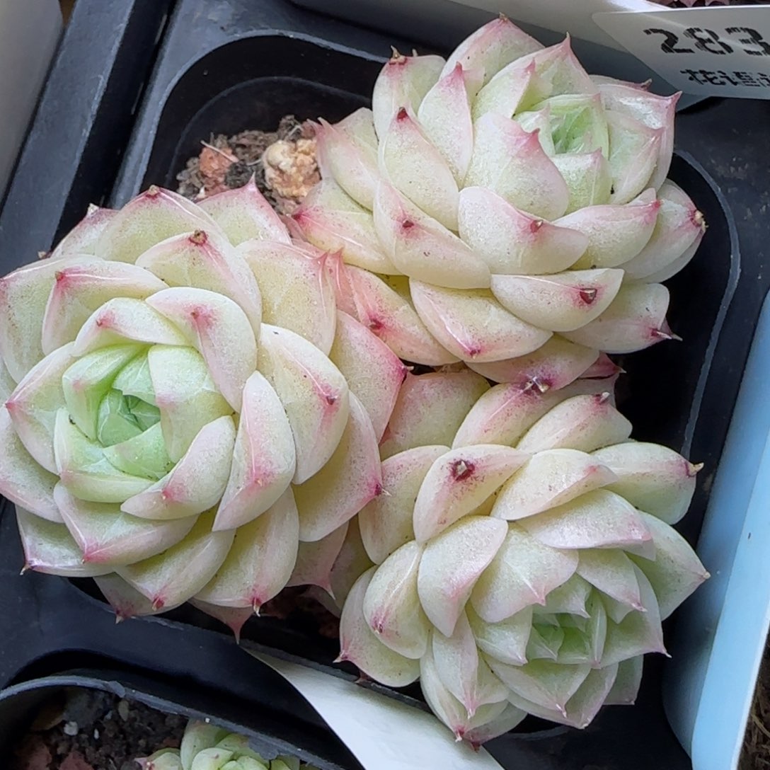 花语逸镜0311-285散