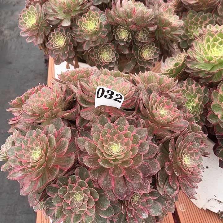 万花筒多肉植物032