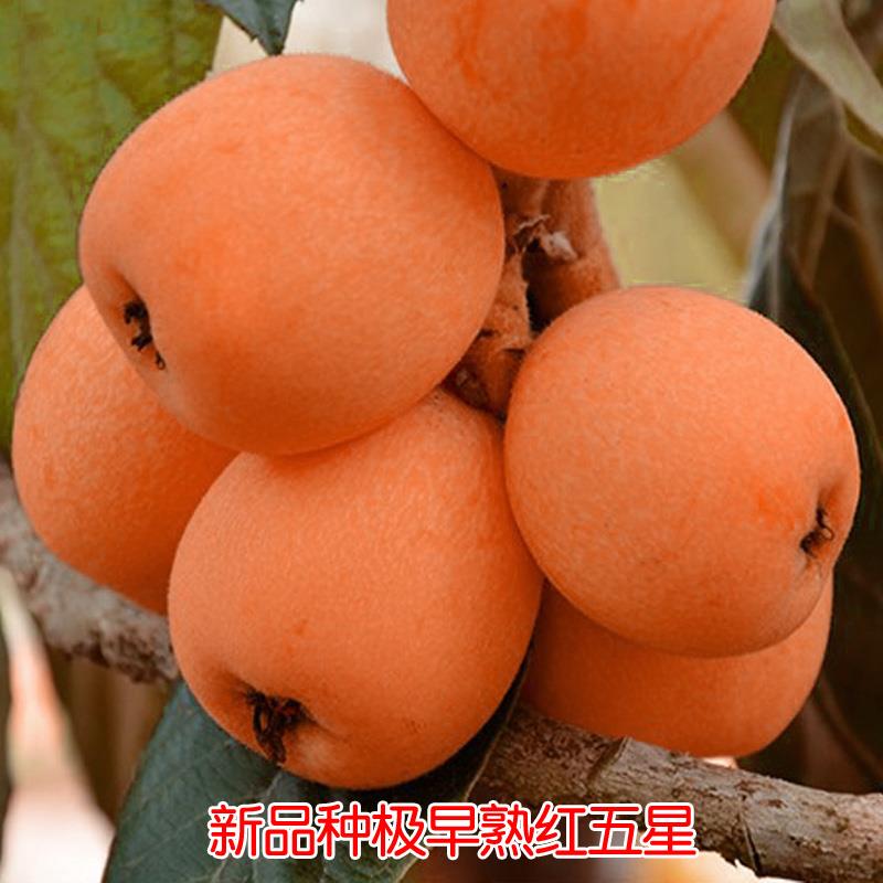 新品种极早熟红五星枇杷苗3月下旬成熟耐寒果树全国种植当年结果