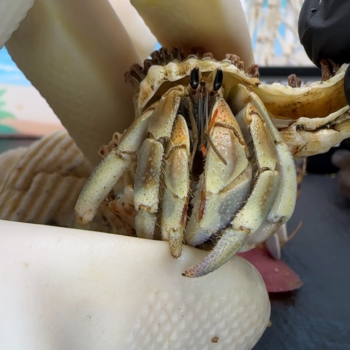 A10亚种红日1.6cm口径