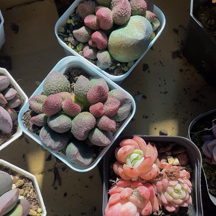 “****”水蜜桃水泡20带盆土发