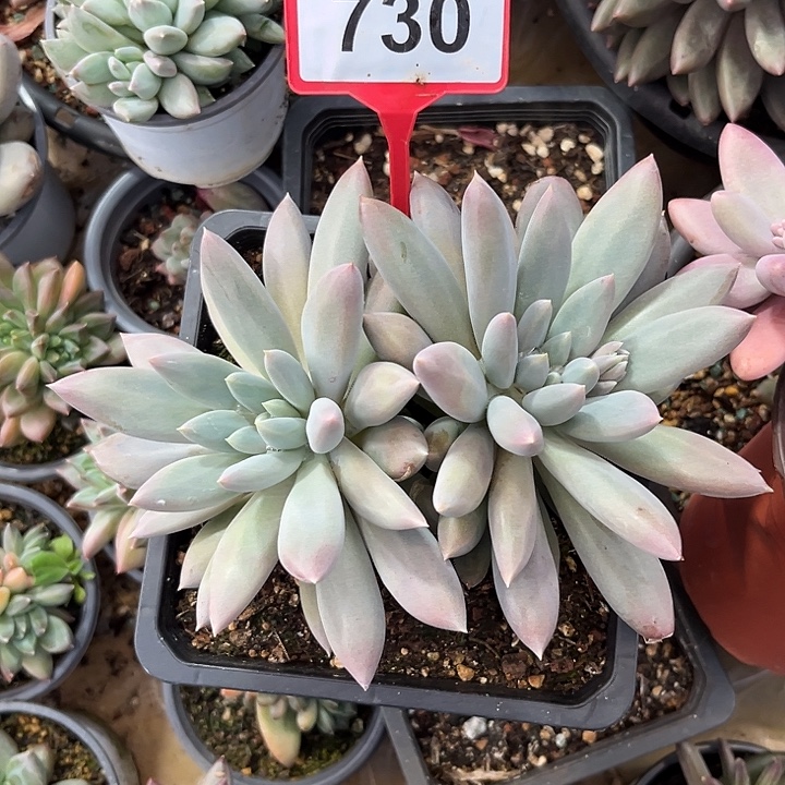 多肉植物彩胖体哥特730