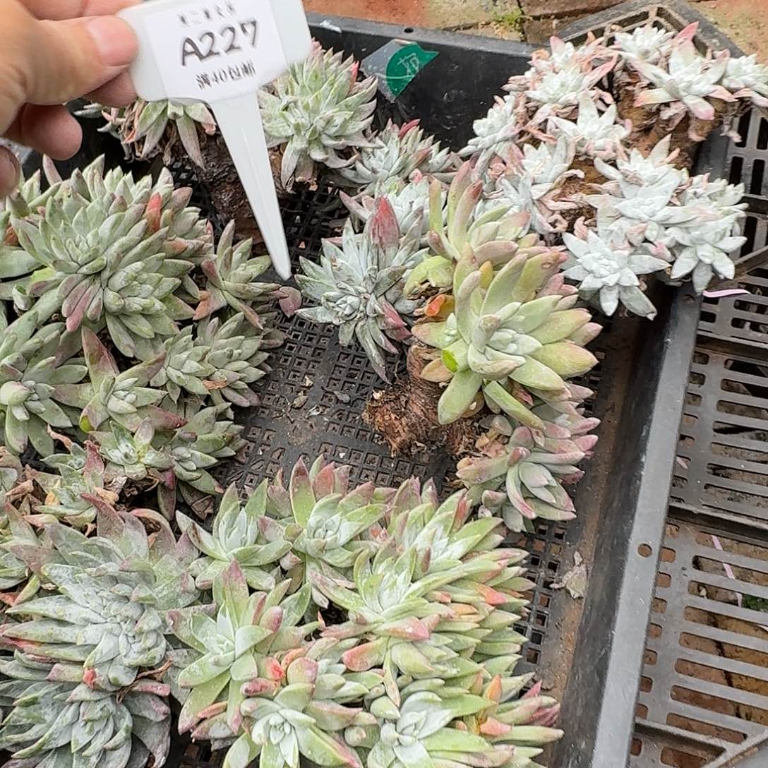 用***4多肉植物仙女杯A227