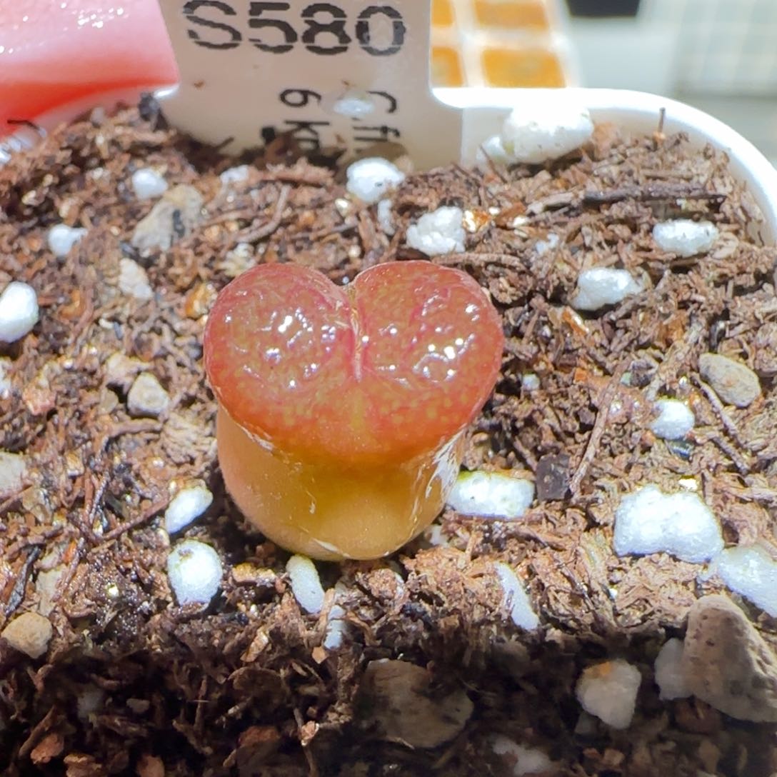 肉锥多肉植物百科-6km风铃1245