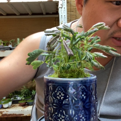 红陶一物一拍所见即所得168