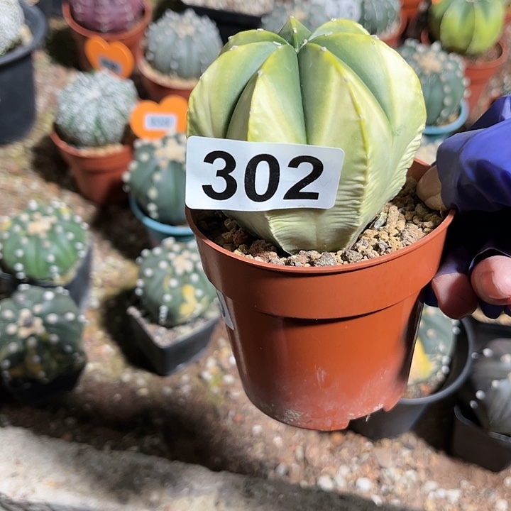 有**应11111111111111