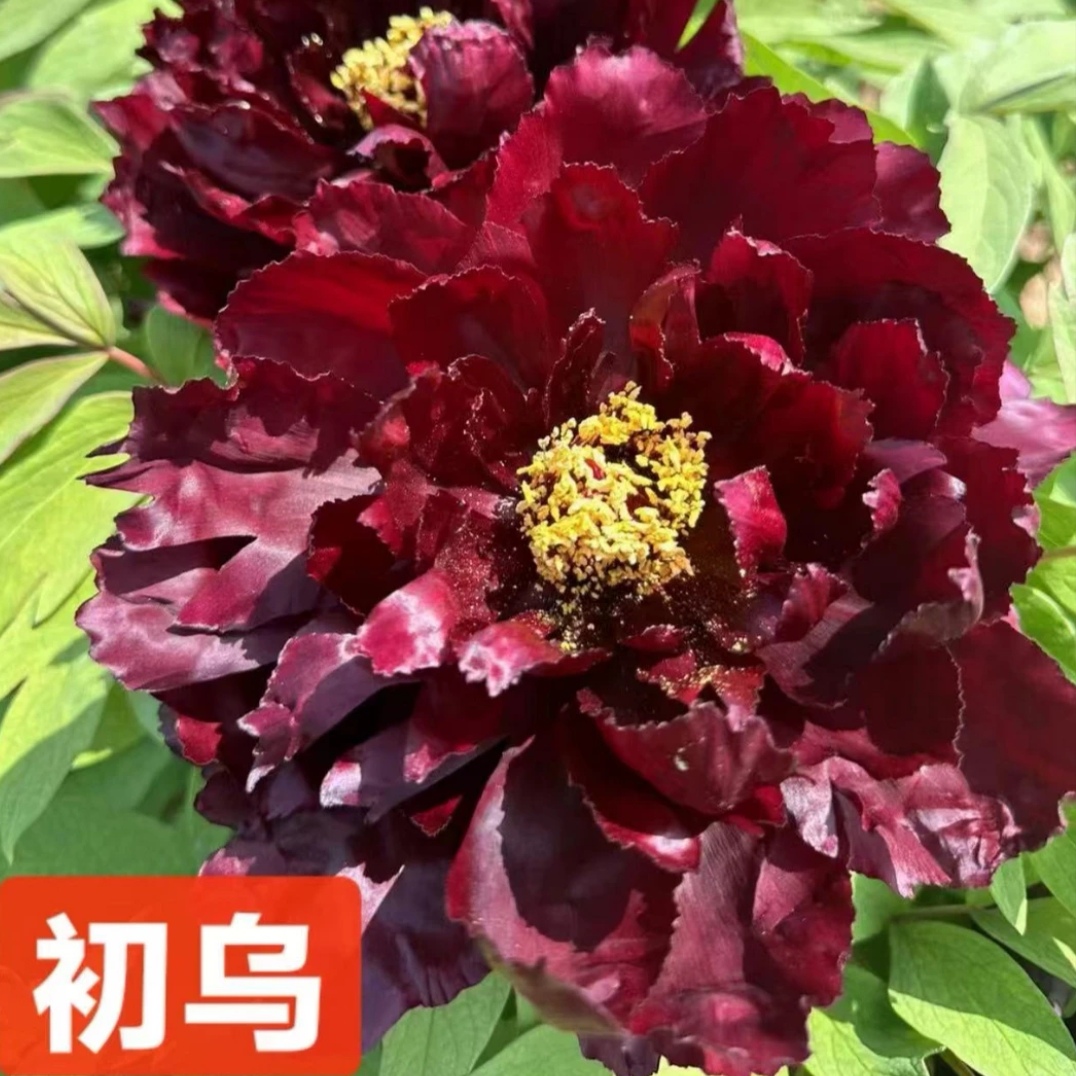 [初乌] 牡丹丛生苗 庭院盆栽地栽