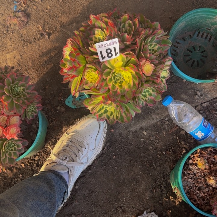 海王花27-13包邮花花