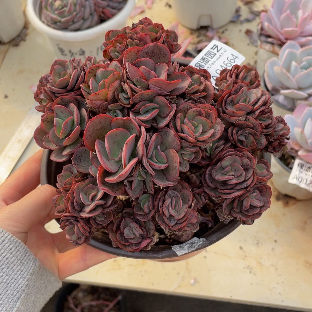 秀妍一物一拍4664