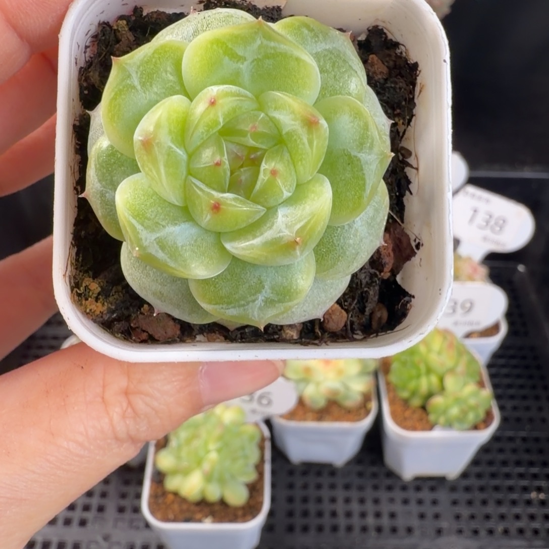 圆叶孤品珍妮141号