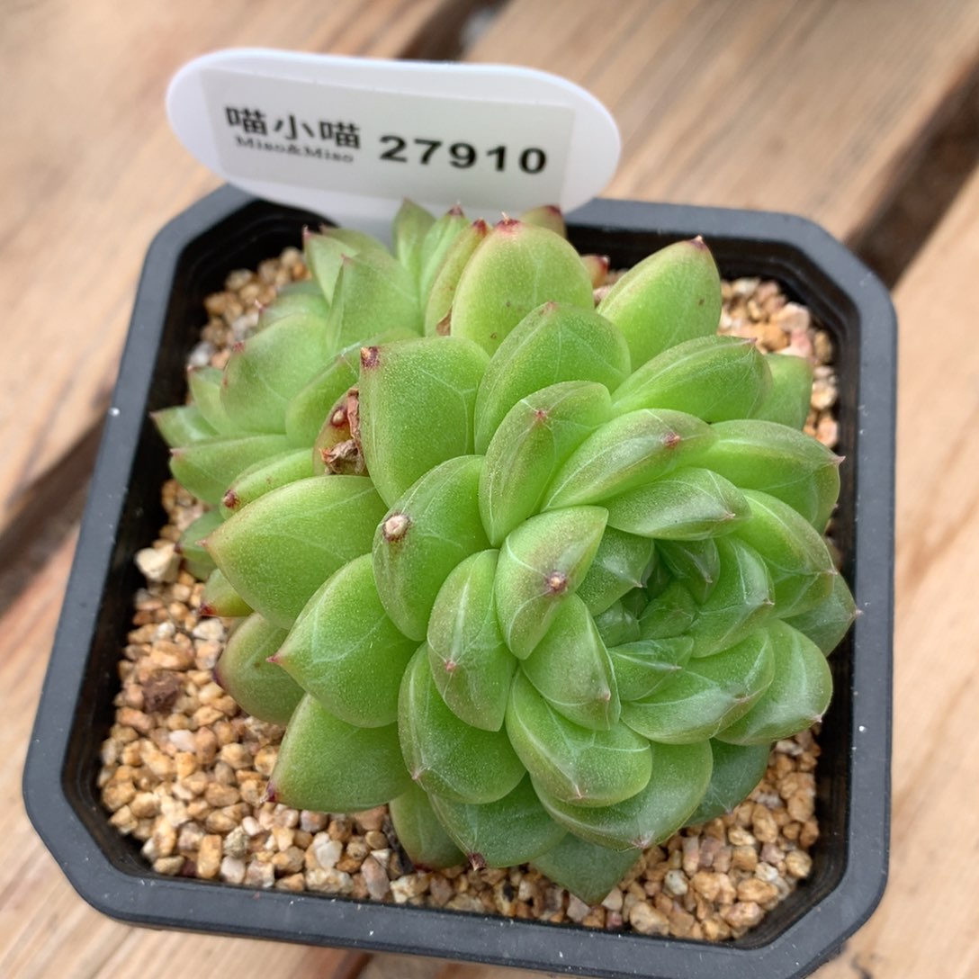 ?**柒多肉植物翡翠珍妮