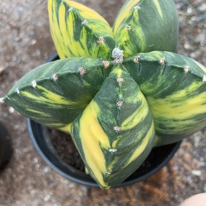 玩***车实生根鸾凤玉锦仙人球一物一拍