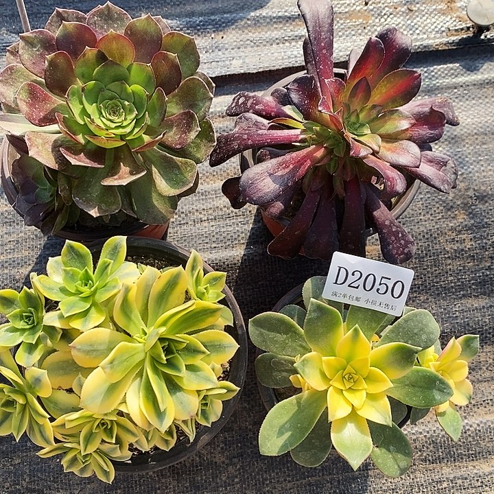 2050法师多肉4颗组合