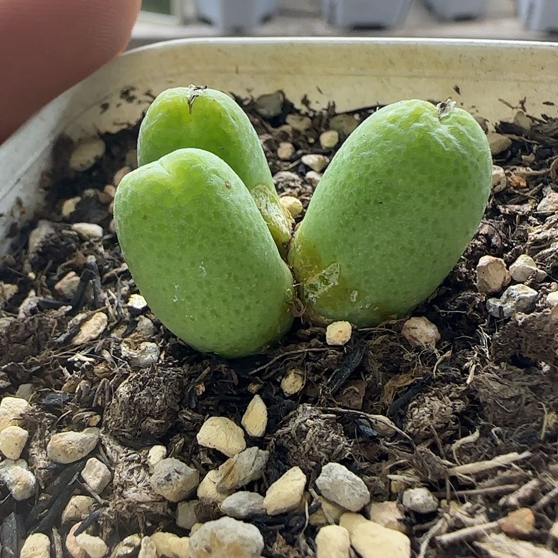 3头玉米带盆土发货