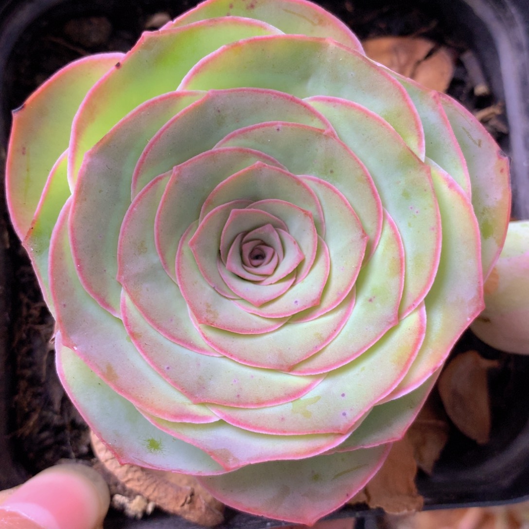 一物一拍星辰福利780