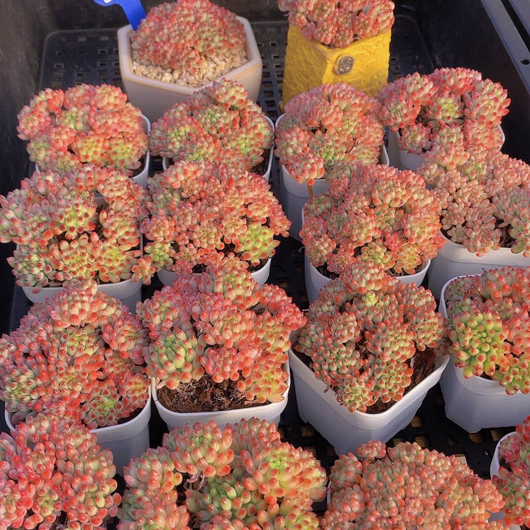 量拍128号 yan hua多肉群生一个