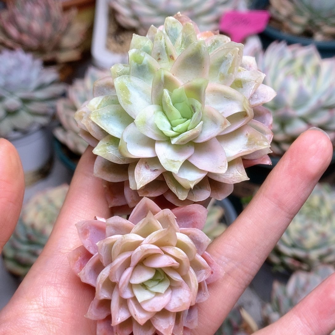 C015冰玫瑰锦锦锦锦锦