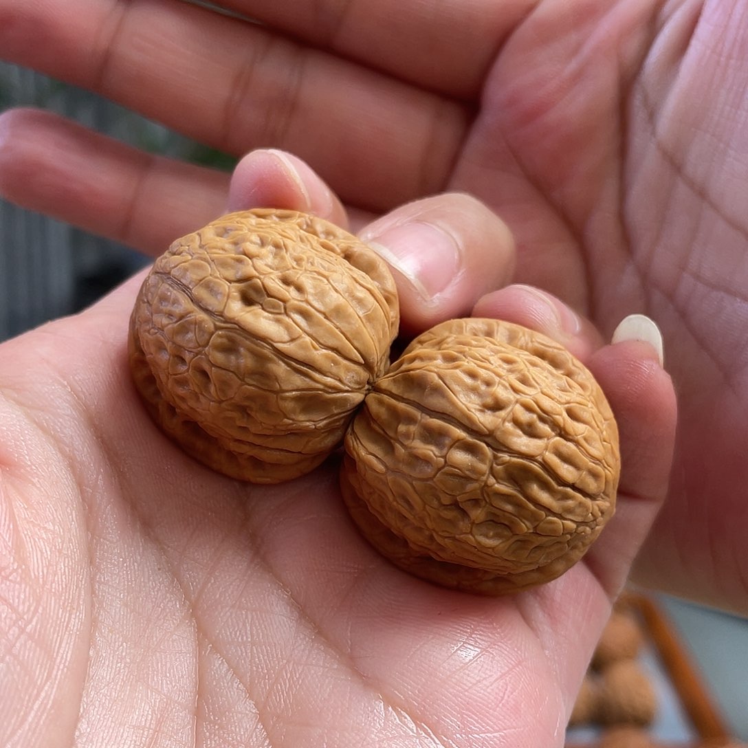 桃核把件31×30尺全品野生夜明珠CN01477已打底