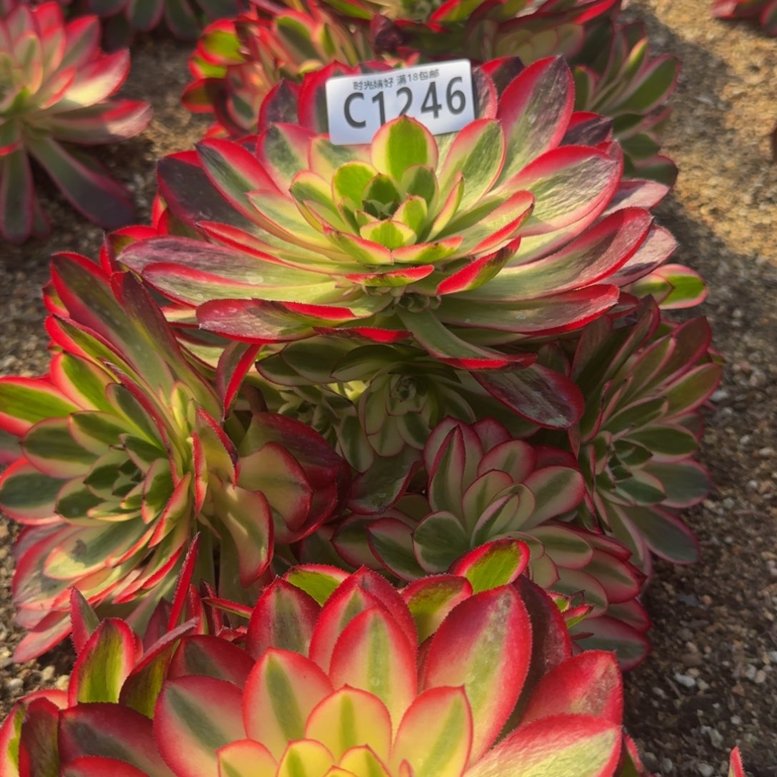 1246荔枝多肉植物