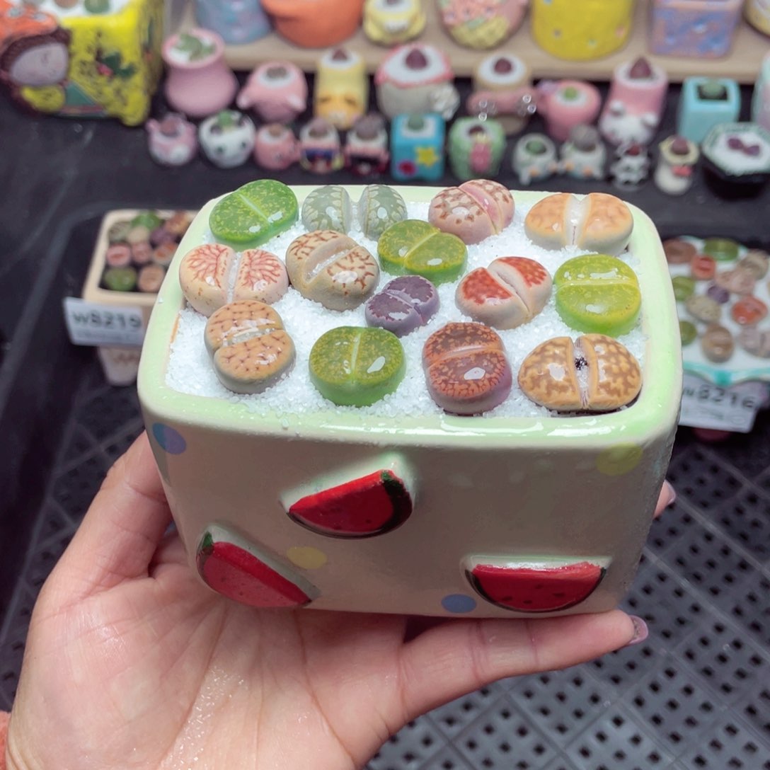 w8220 带盆土发货-零下地区拍保温箱