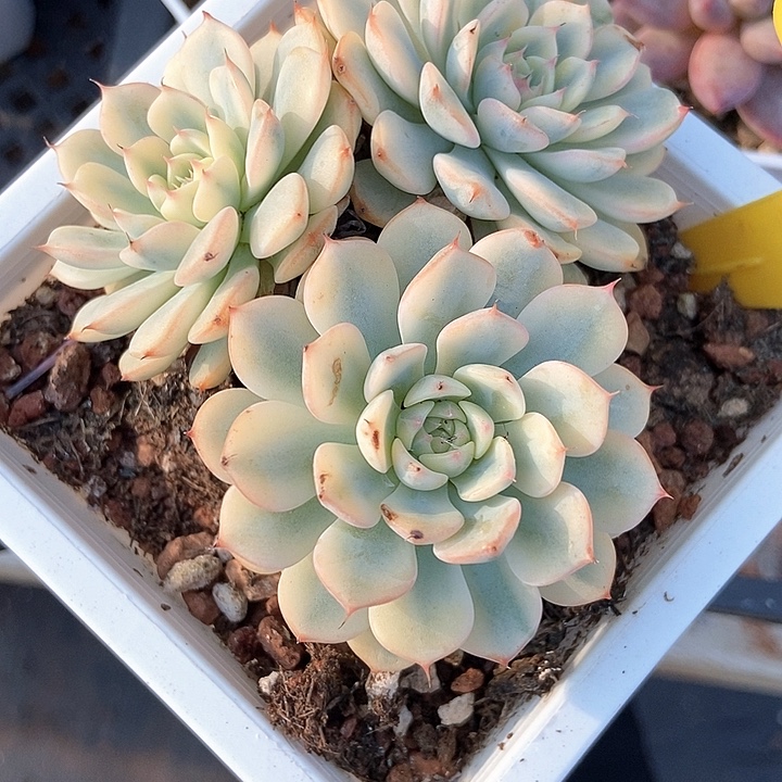 多肉植物姬莲锦804