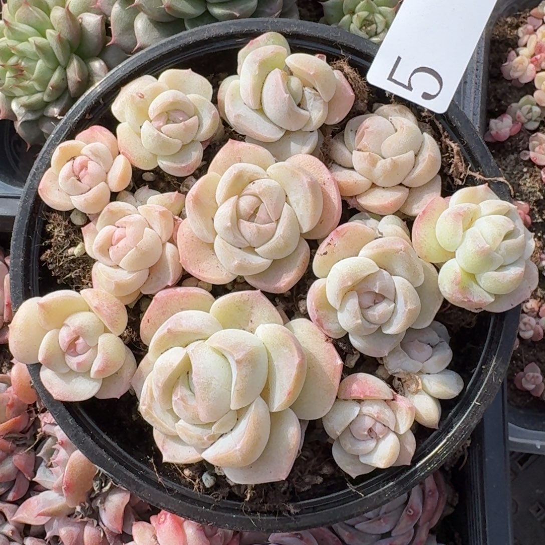 多肉植物多肉植物5