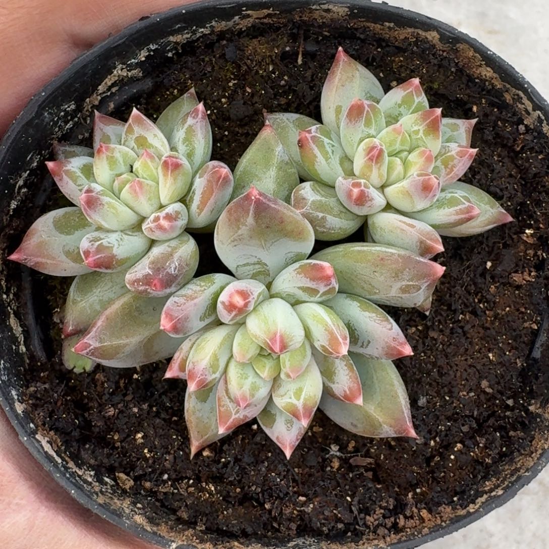 青禾美人 3头 一物一拍