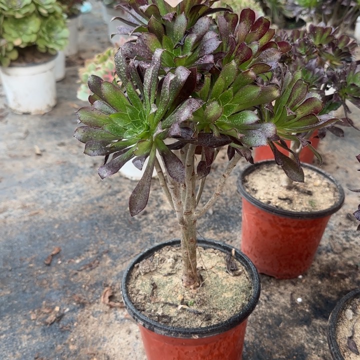 426两单包邮。      黑法师。    