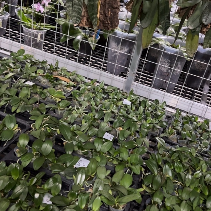 不开花植物林登X EQ 1.7