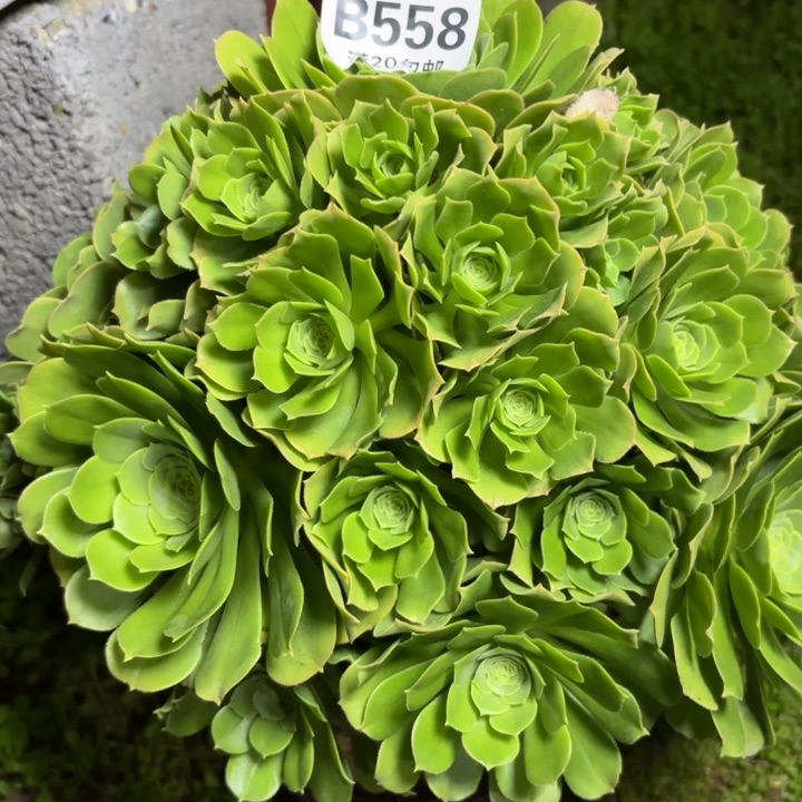 瑞妈一物一拍558