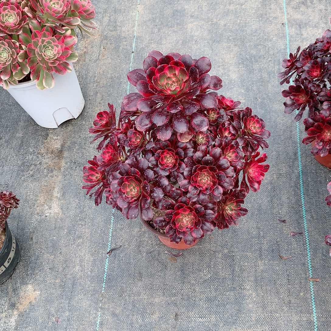 【闪购商品】流*丽娜，多肉