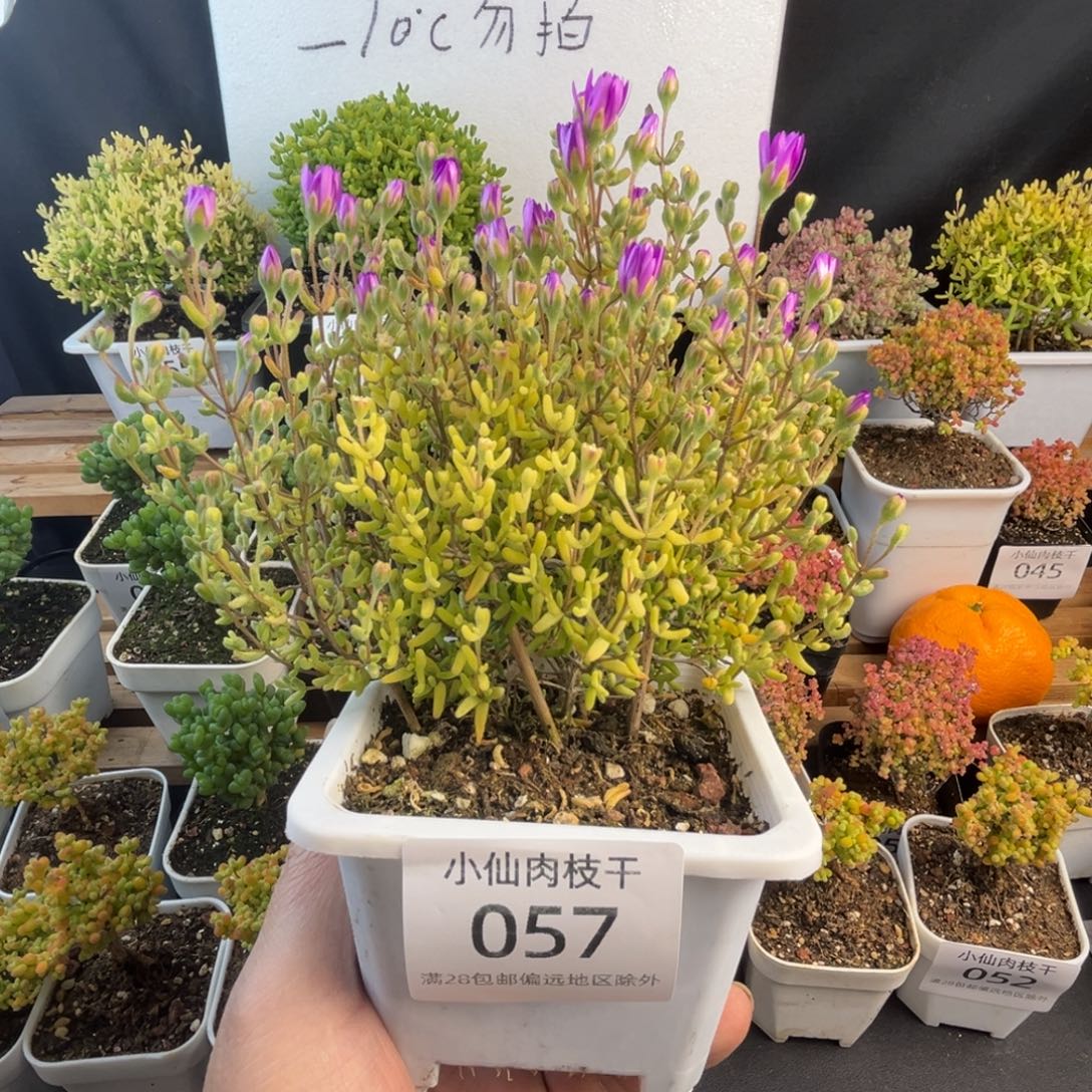 057枝干番杏糖球黄锦