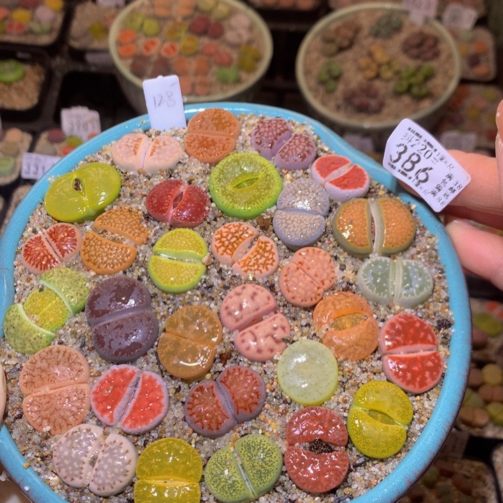 精品生石花220.386