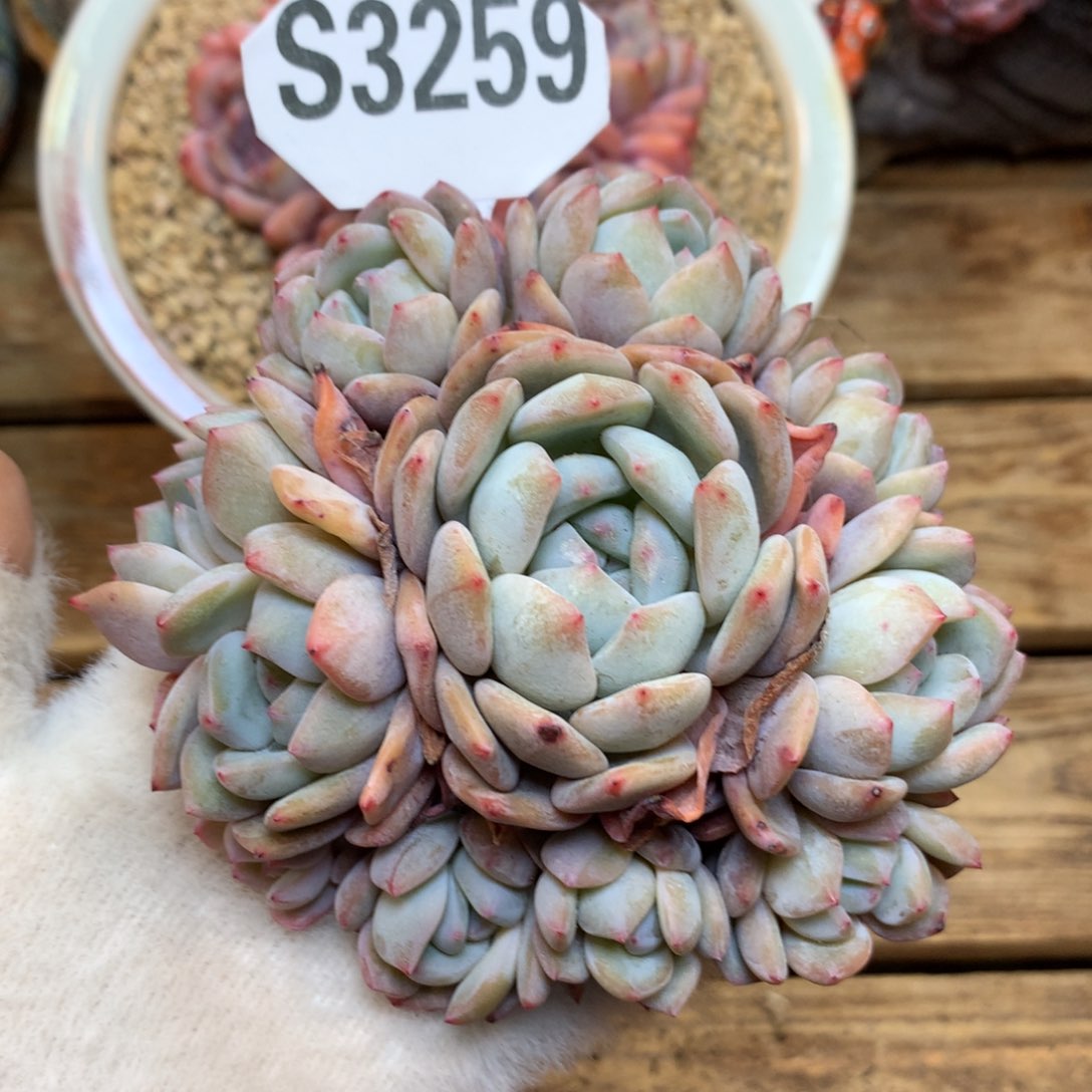 S3259 星影 粉体石榴籽 捧花 新货福利