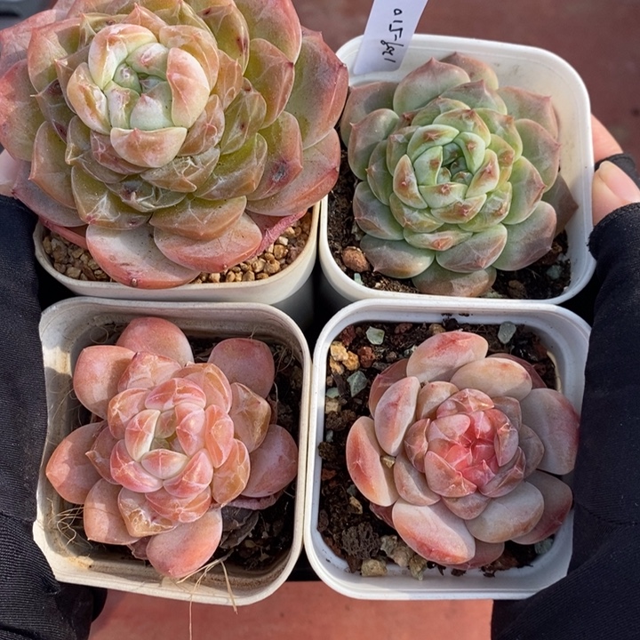 1209-510，多肉4个