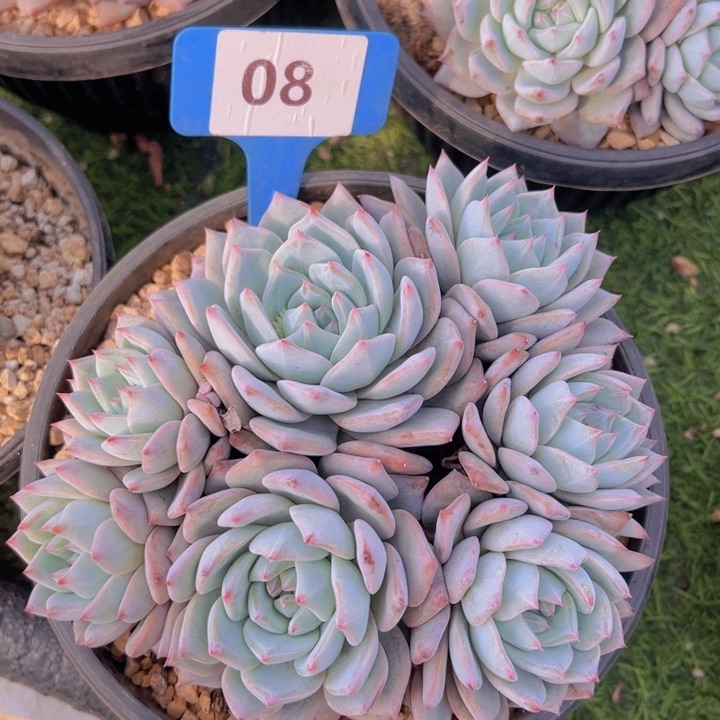 健健康康平平安安