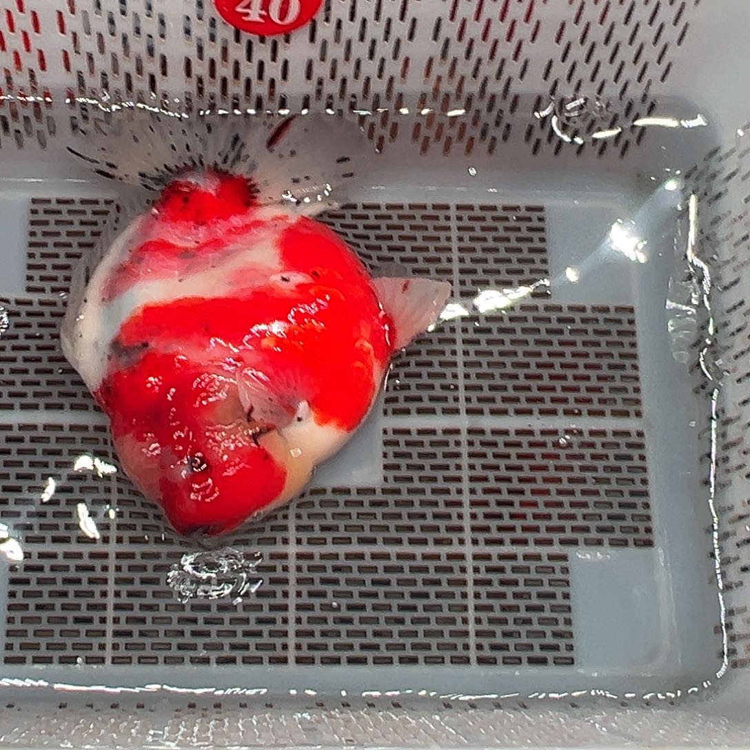 9***）抖音上的小伙伴们都在说我的名字