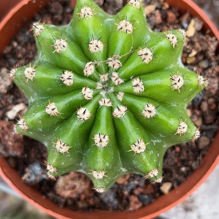 实生高耸短刺彩草