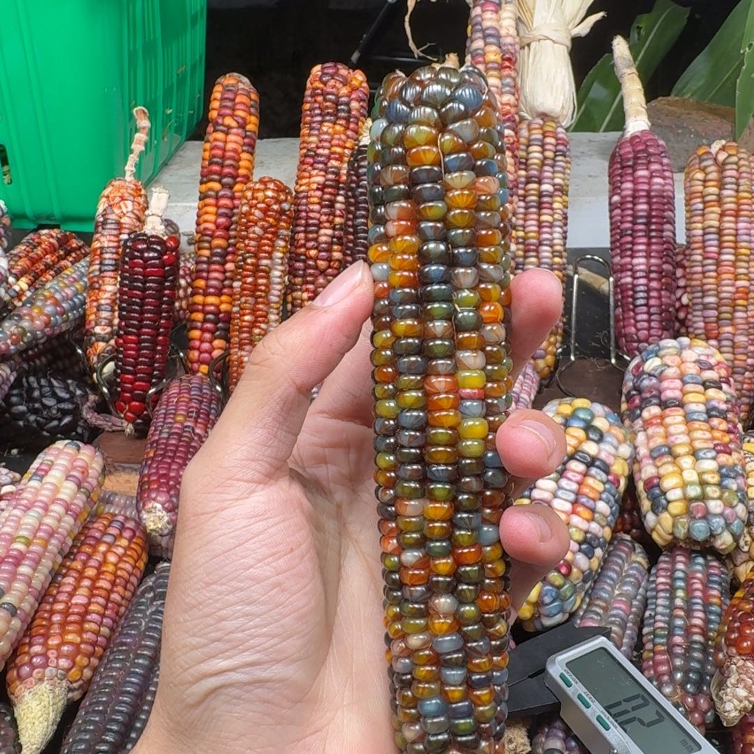 香***奶吊坠柏香籽/百香籽