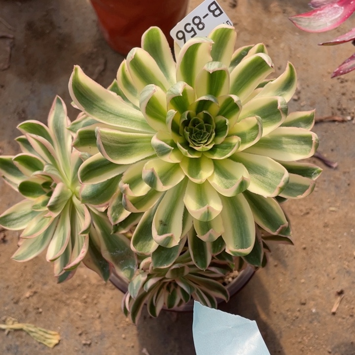 856青莲多肉12345678