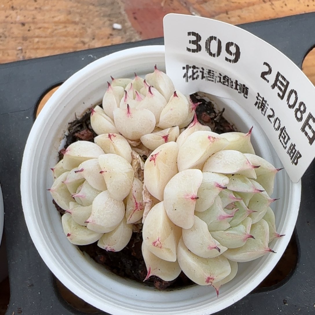 花语逸镜0208-309