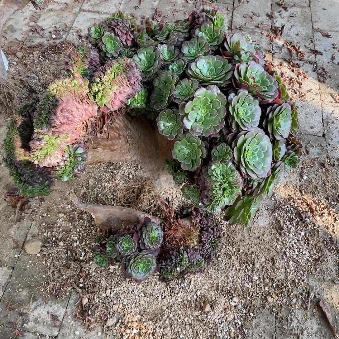 【闪购商品】无花朵黑***使黑萝莉