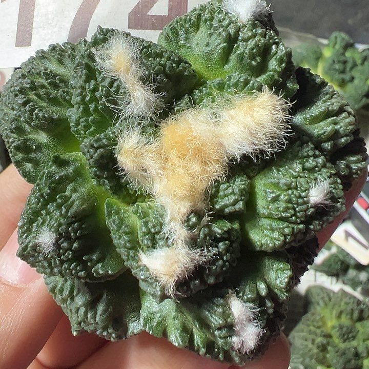 哥斯拉落地有根174