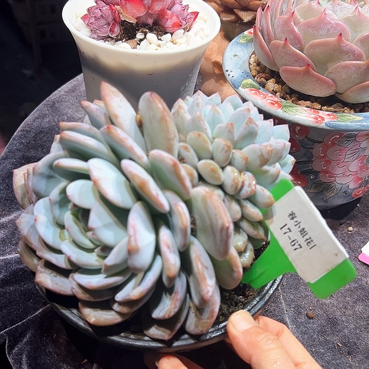 17.67梦露醉一个