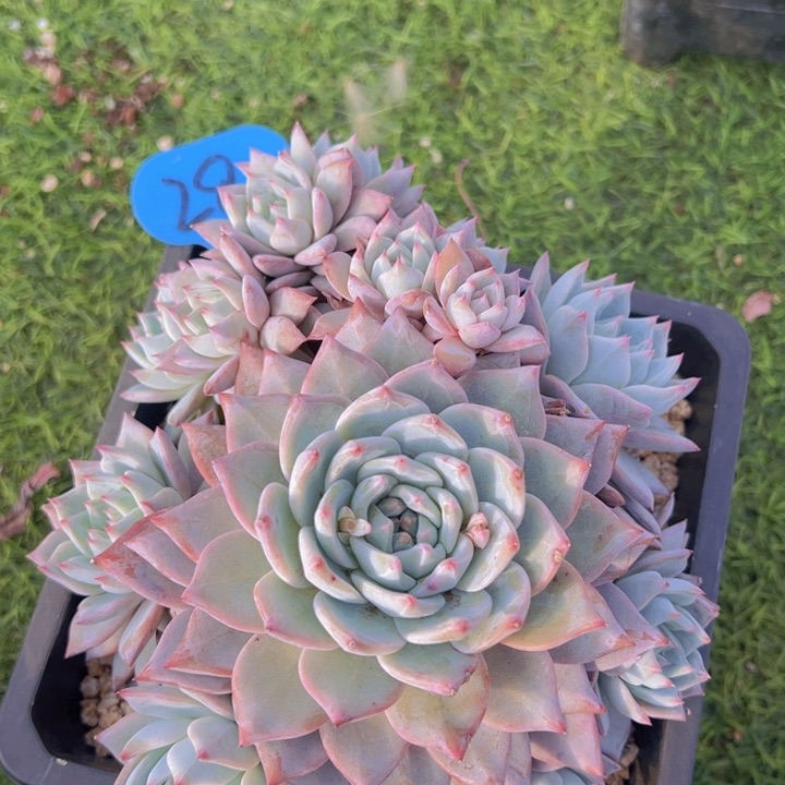 健健康康平平安安多肉