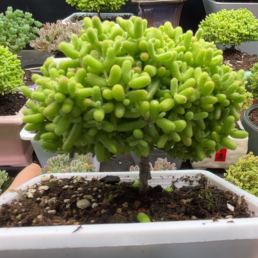 38金桔糖球优选枝干