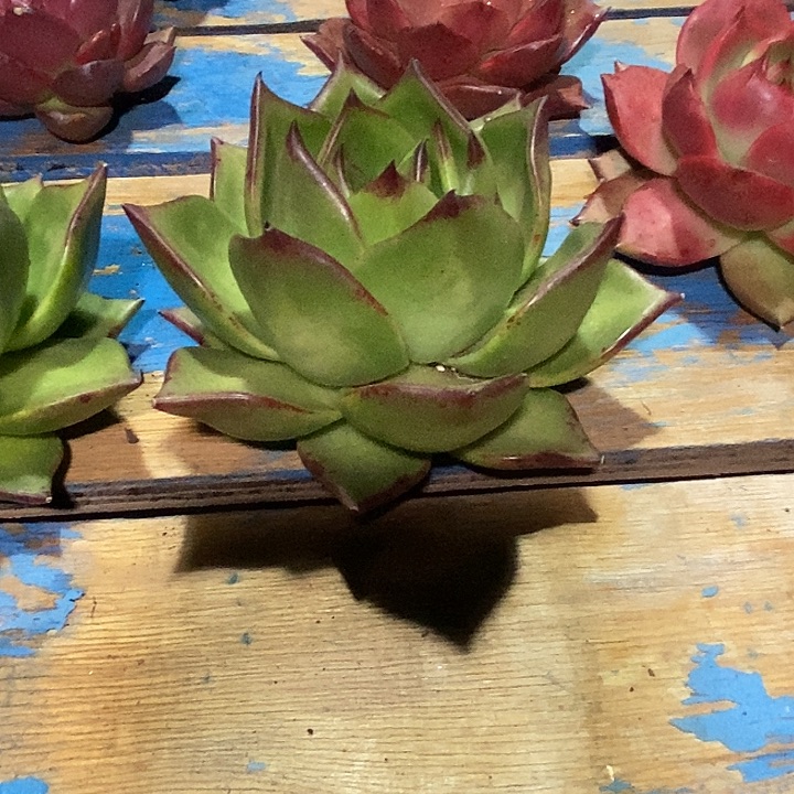 韩***赁福利大漏13            